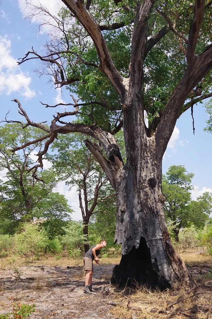 Wildfeuer sind integraler Bestandteil vieler Ökosysteme: