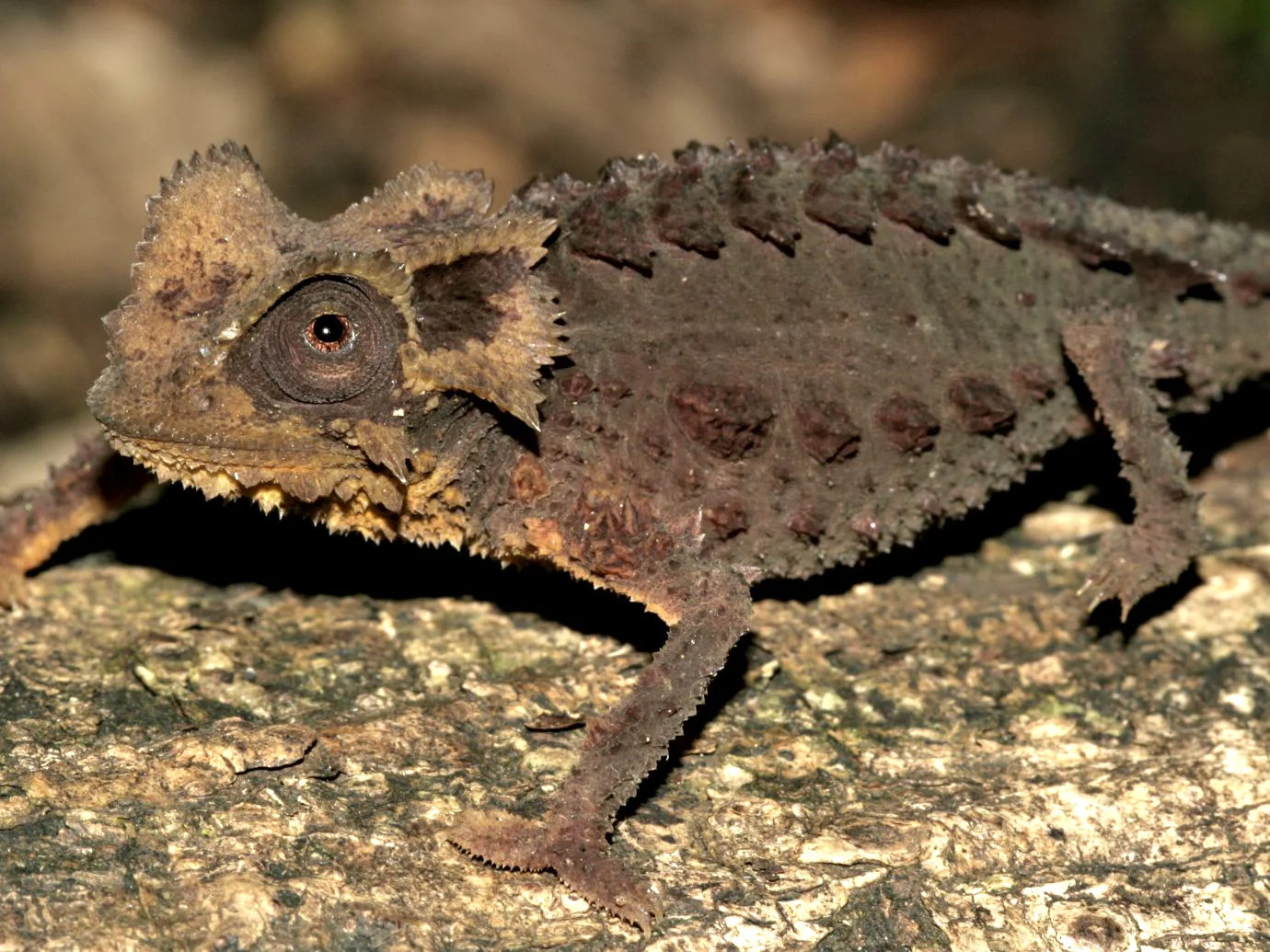 Brookesia perarmata: