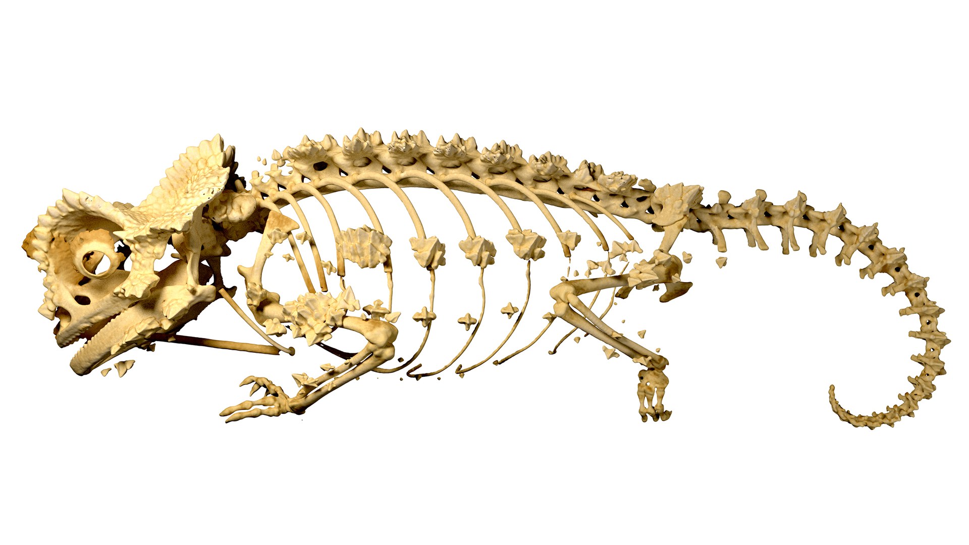 Rekonstruktion des Skeletts von Brookesia perarmata: