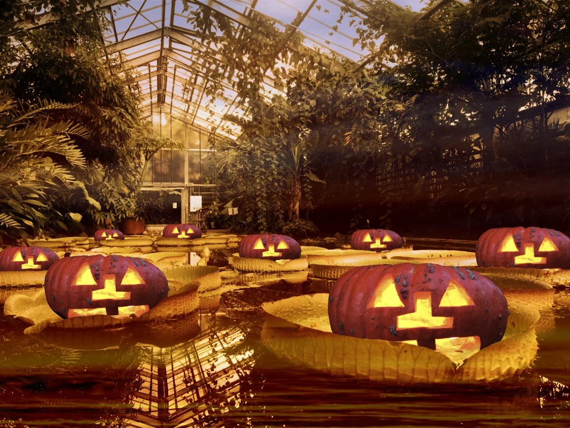 Auch Kürbisse halten Abstand.