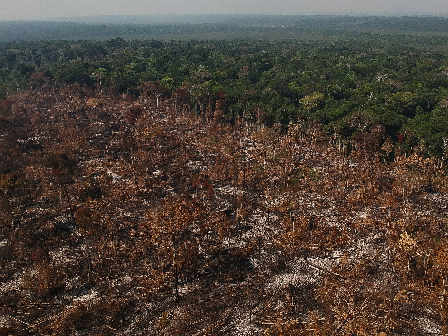 Die Abholzung tropischer Wälder führt zu einem starken Rückgang der Biodiversität und der hiesigen Kohlenstoffspeicher.