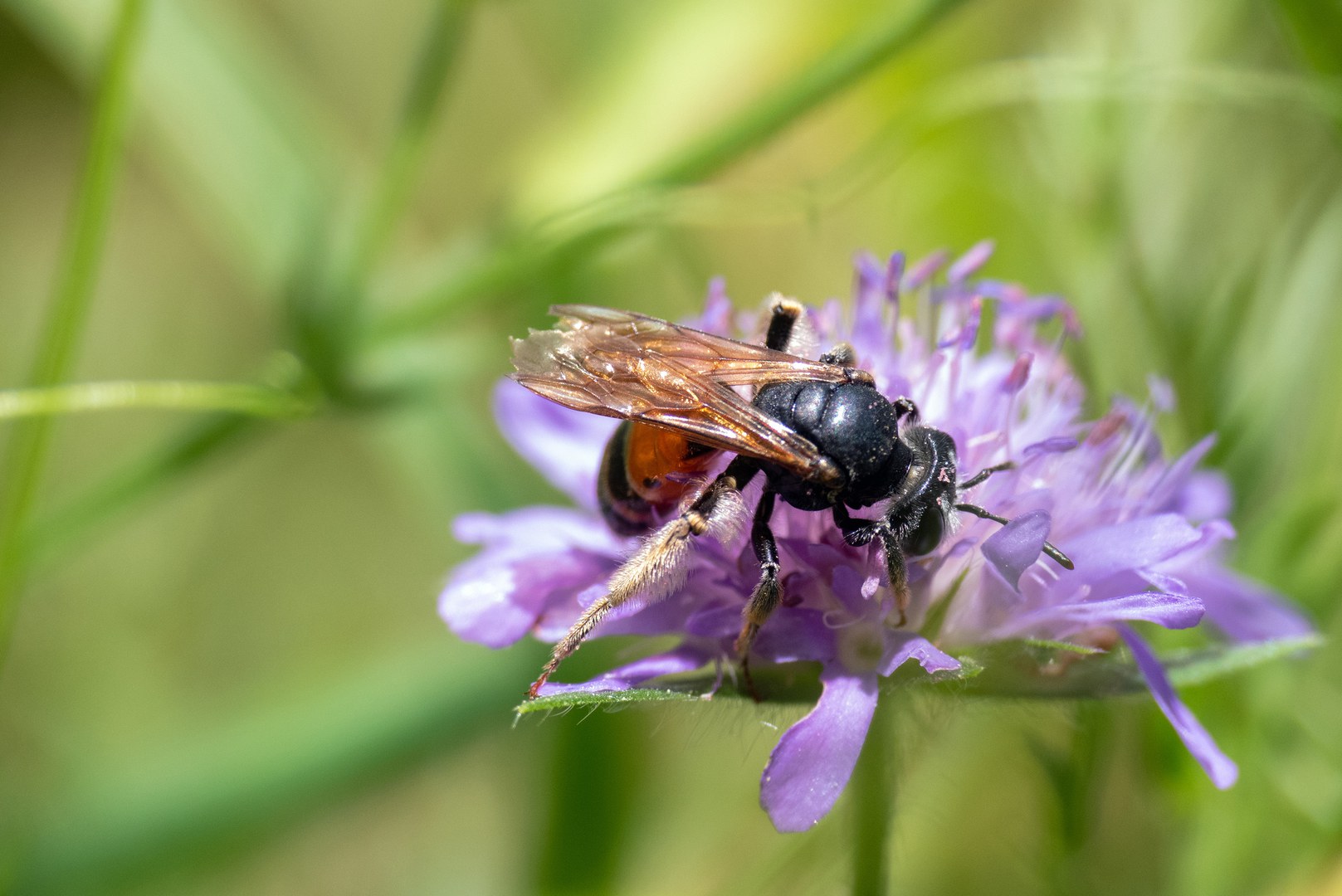 Die Knautien-Sandbiene (Andrena hattorfiana) ist eine spezialisierte Wildbiene. Die Art wird in der Roten Liste der Wildbienen Deutschlands als gefährdet eingestuft.