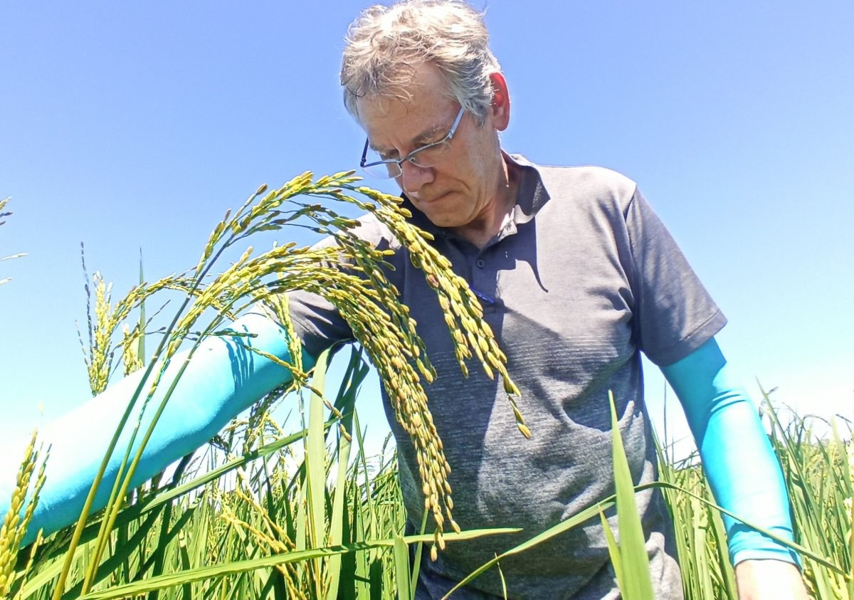 Prof. Matthias Wissuwa im Feld mit der neuen Reissorte Mavitrika