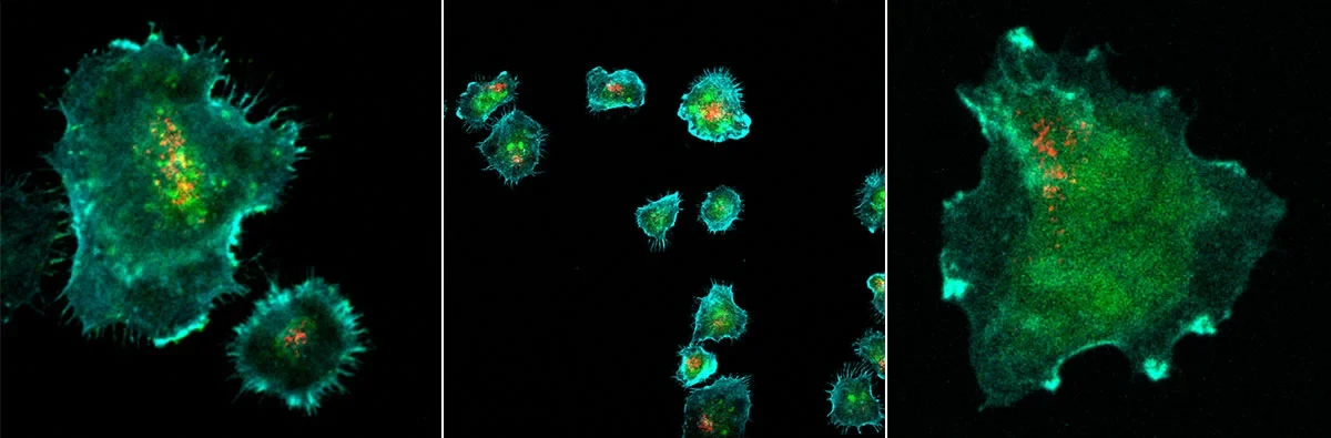 Bilder von Immunsynapsen, die von NK-92-Zellen gebildet werden: