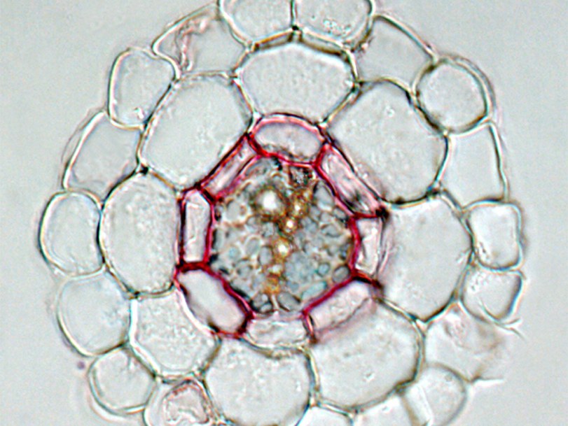 Mikroskopische Aufnahme vom Querschnitt durch die Arabidopsiswurzel: