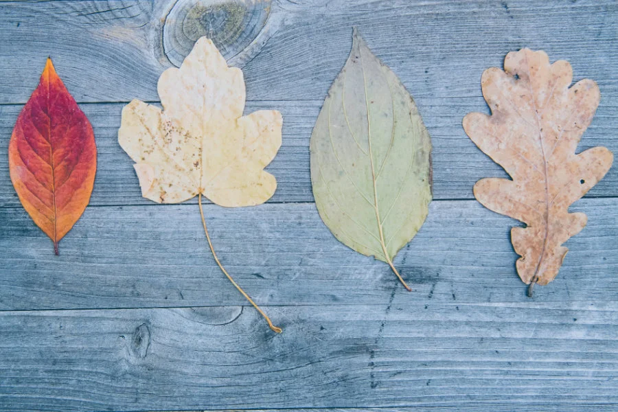 Studien- und Hochschulwechsel_Header_markus-spiske-QVVXPNbjLrI-unsplash_900px.jpg