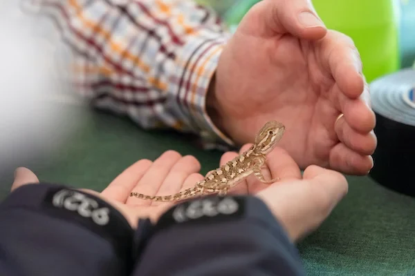 Ein Gecko sitzt auf der Hand eines Kindes.