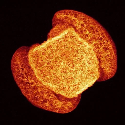 Bild 500.000 Jahre Klimageschichte Jahr für Jahr gespeichert