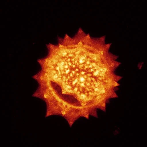 Bild 500.000 Jahre Klimageschichte Jahr für Jahr gespeichert