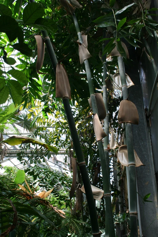 Bild Andenken an einen Bonner Botaniker