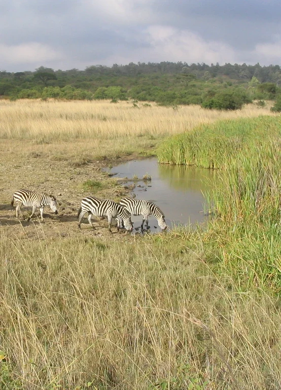 Bild Bonner Wissenschaftler erforschen Witwenland