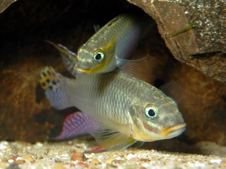 Bild Buntbarsche: Inzucht ist gut für den Nachwuchs
