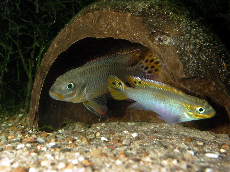 Bild Buntbarsche: Inzucht ist gut für den Nachwuchs