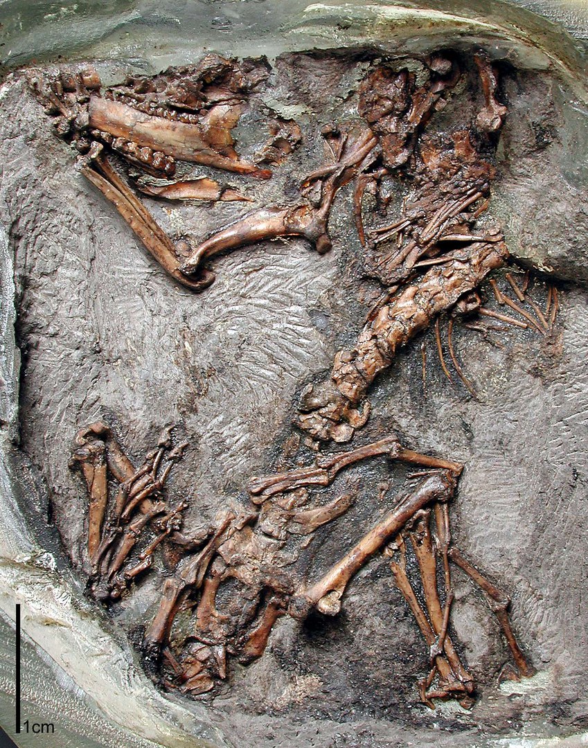 Bild Daumengroßes Ursäugetier als Fossil des Monats
