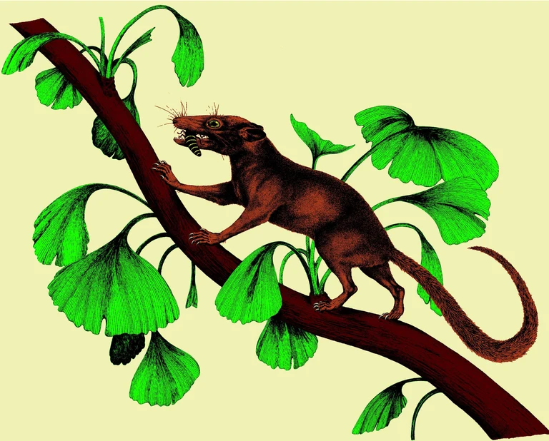 Bild Daumengroßes Ursäugetier als Fossil des Monats