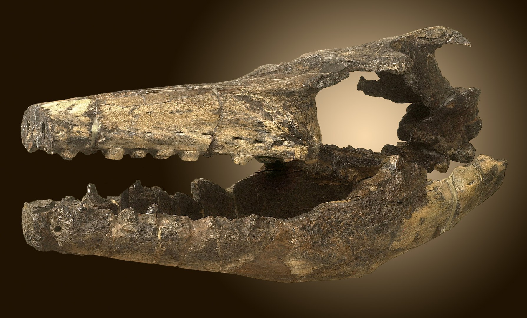 Bild Dinoschädel nach 170 Jahren wieder vollständig