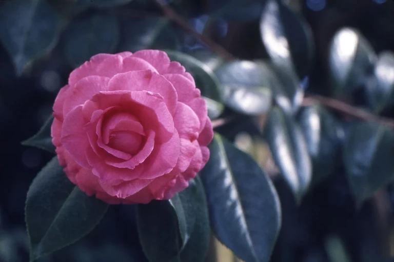 Bild Ehrenplatz in Knopfloch und Dekolleté