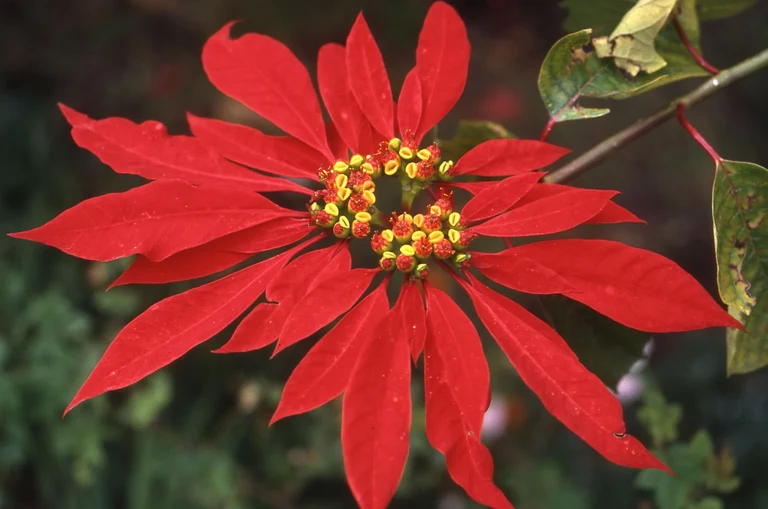 Bild Farbenpracht in der dunklen Jahreszeit