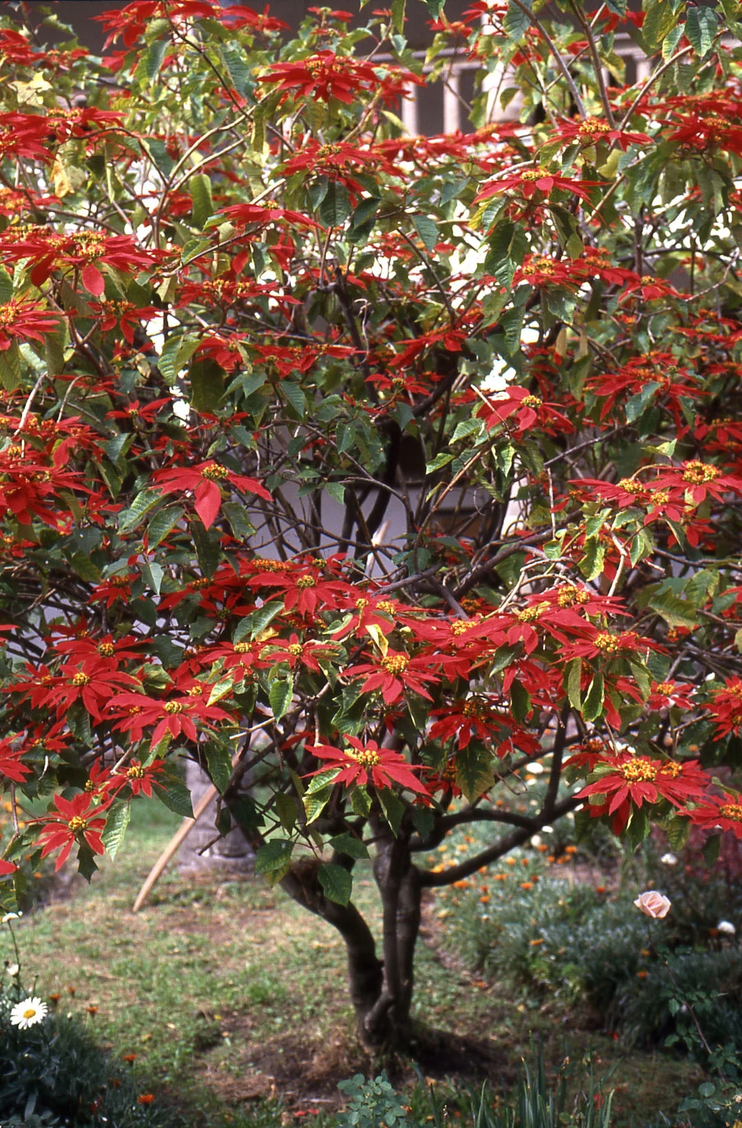 Bild Farbenpracht in der dunklen Jahreszeit