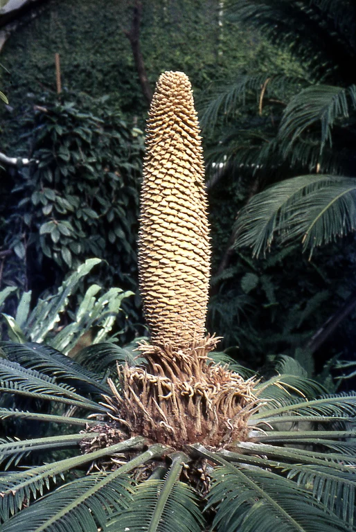 Bild Kuriose Gestalten aus der Rumpelkammer der Evolution