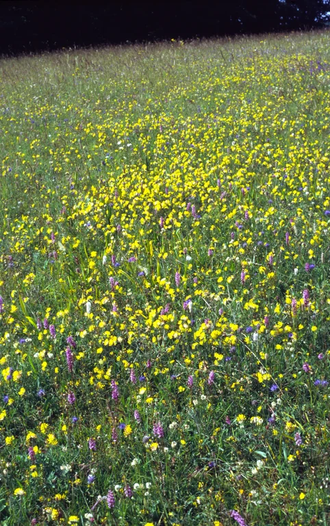 Bild Positivtrend:  Artenvielfalt in NRW steigt