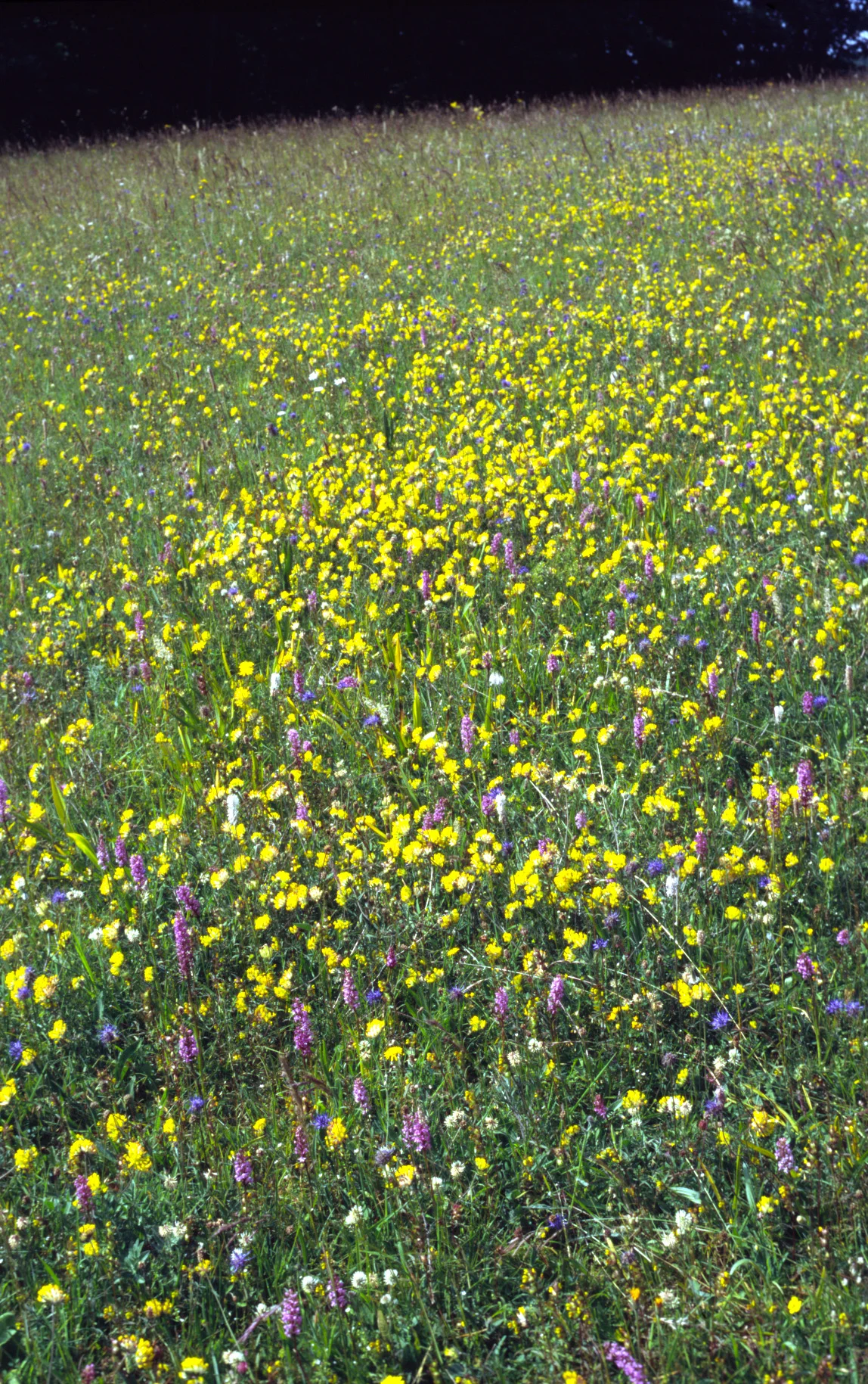 Bild Positivtrend:  Artenvielfalt in NRW steigt