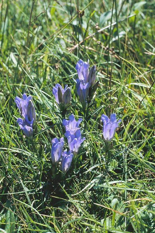 Bild Positivtrend:  Artenvielfalt in NRW steigt