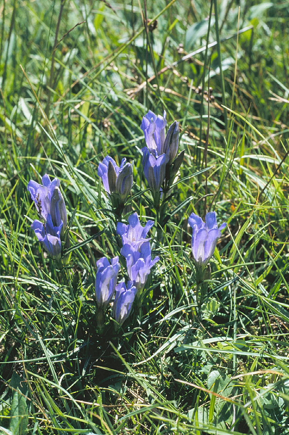 Bild Positivtrend:  Artenvielfalt in NRW steigt