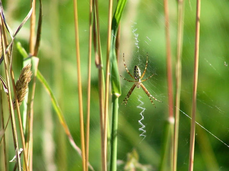 Bild Spinnen: Keuschheitsgürtel gegen Kuckuckskinder