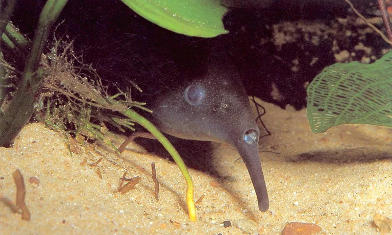 Bild Taschenlampe im Schwanz