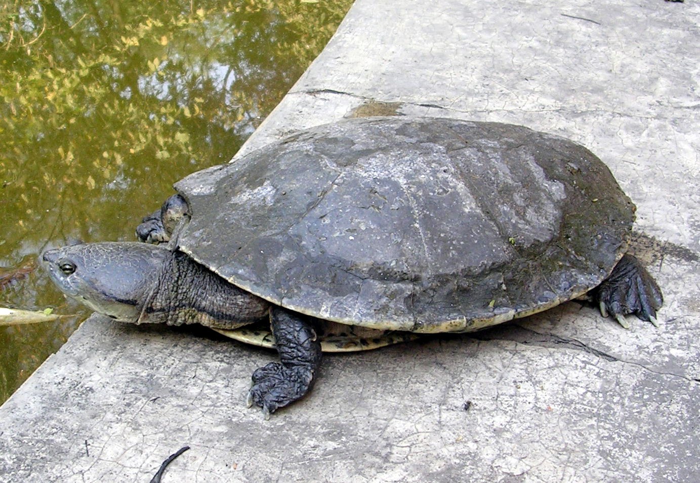 Bild Verräterische Panzer: Erste Schildkröten lebten an Land