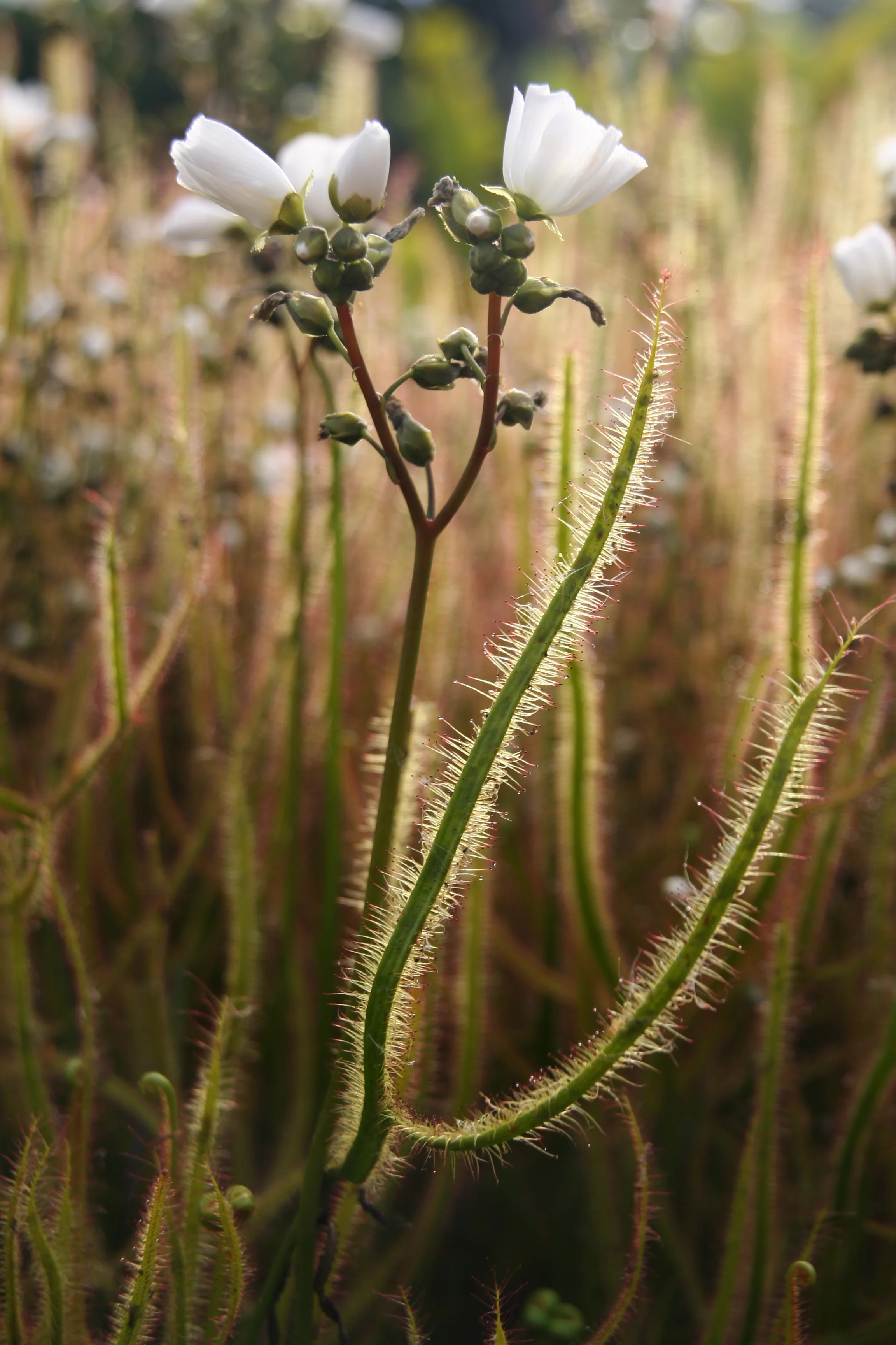 Bild Die Jäger unter den Pflanzen