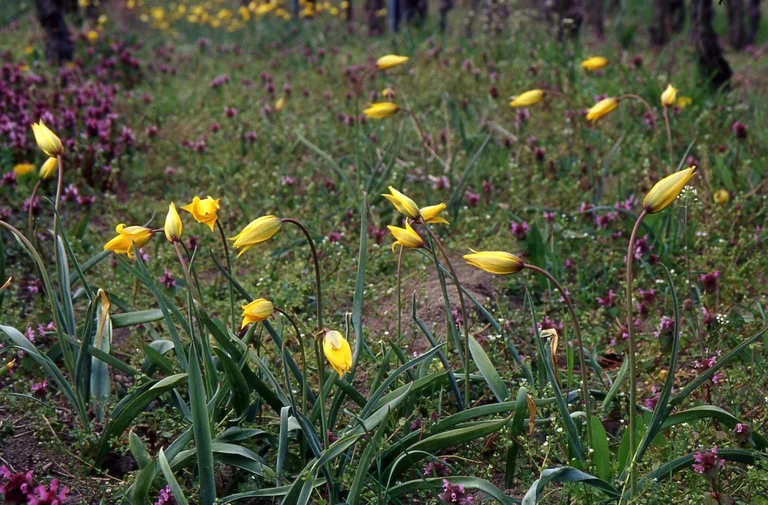 Bild Die schöne Frühlingsbotin aus dem Orient