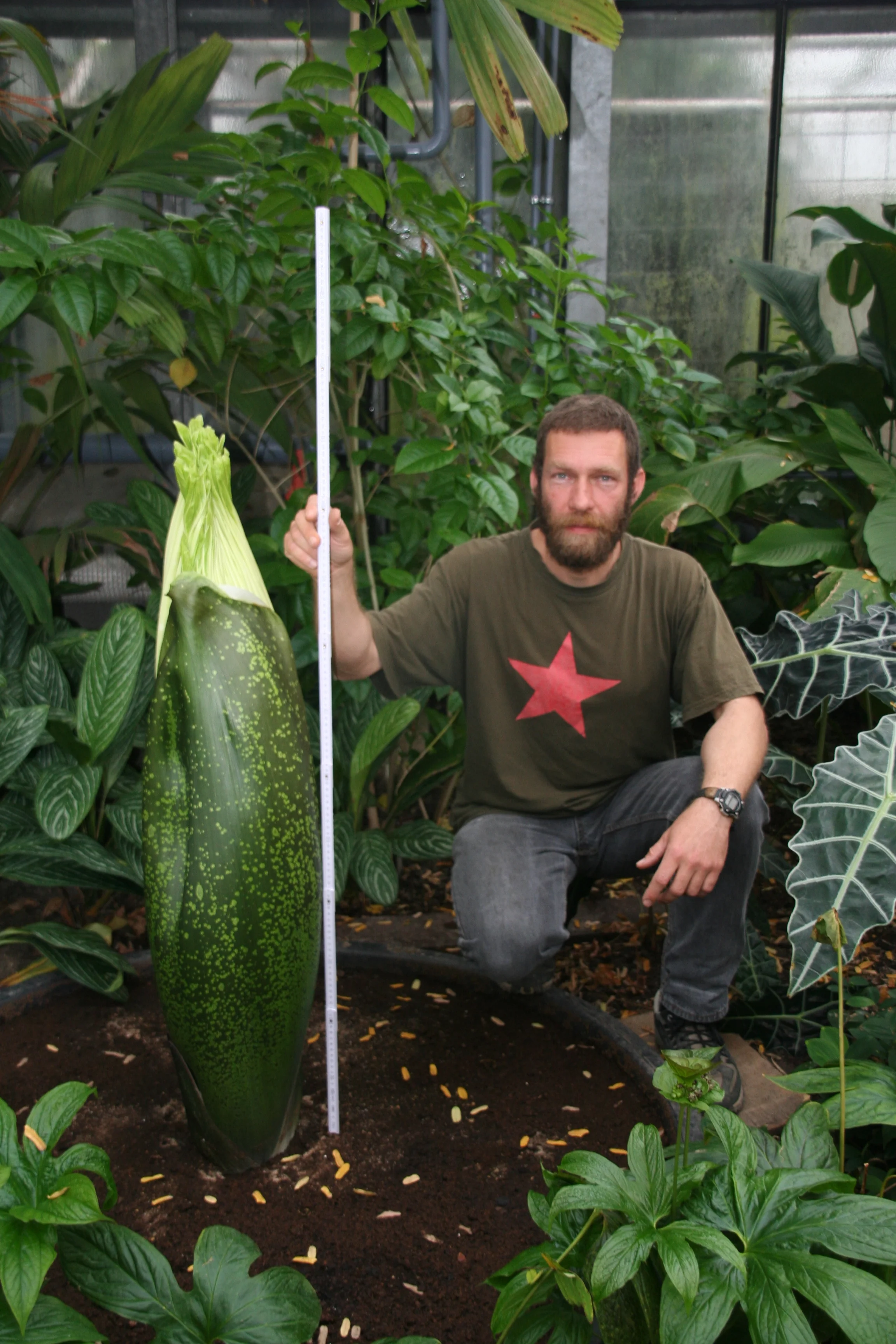 Bild Die Titanenwurz blüht wieder