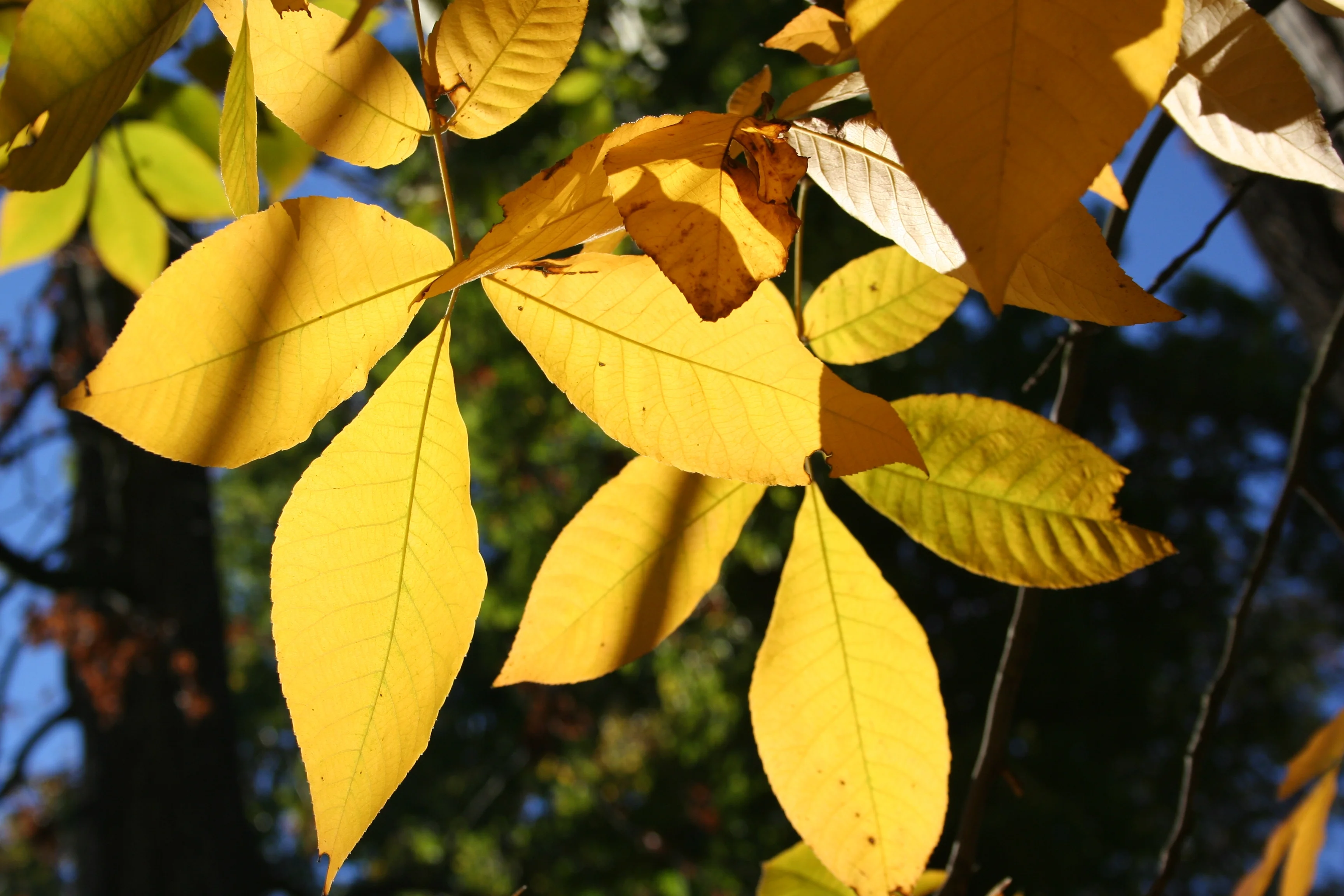 Bild Eine alte Amerikanerin in Poppelsdorf