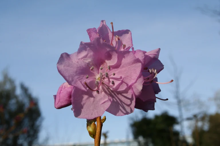 Bild Frühblühende Rhododendren bereiten sich auf Blüte vor