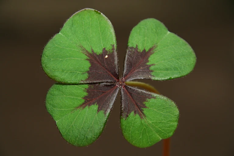 Bild Käufliches Glück