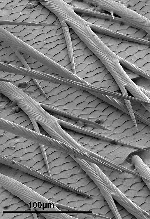 Bild Klettverschluss sorgt beim Paarungs-Rodeo für guten Halt