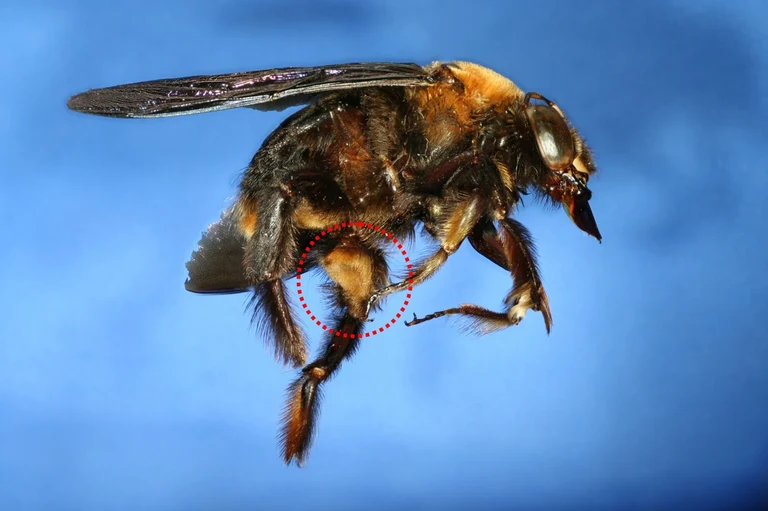 Bild Klettverschluss sorgt beim Paarungs-Rodeo für guten Halt