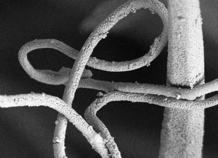 Bild Klettverschluss sorgt beim Paarungs-Rodeo für guten Halt