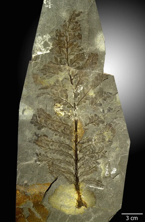 Bild Pflanzen erobern das Land  Devon im Rheinland