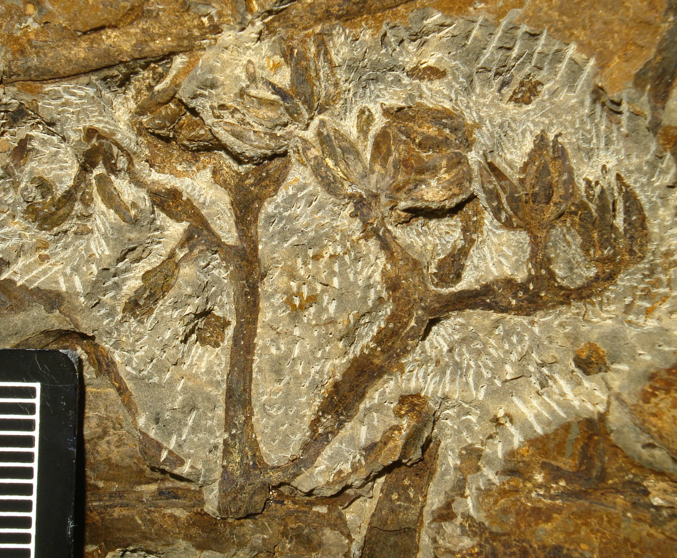 Bild Pflanzen erobern das Land  Devon im Rheinland