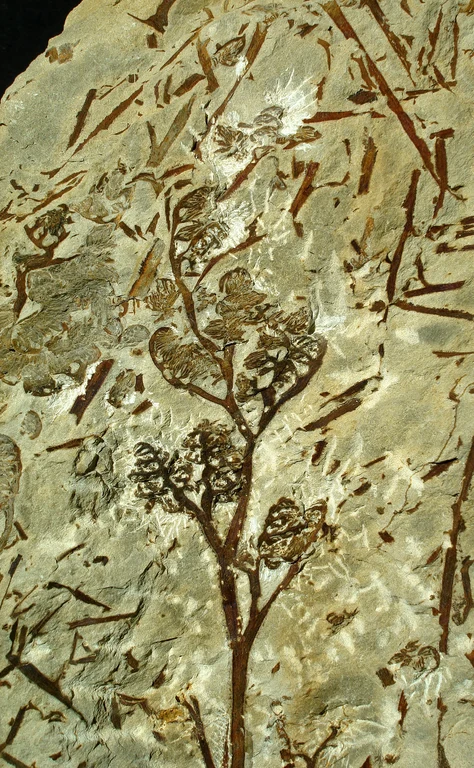 Bild Pflanzen erobern das Land  Devon im Rheinland