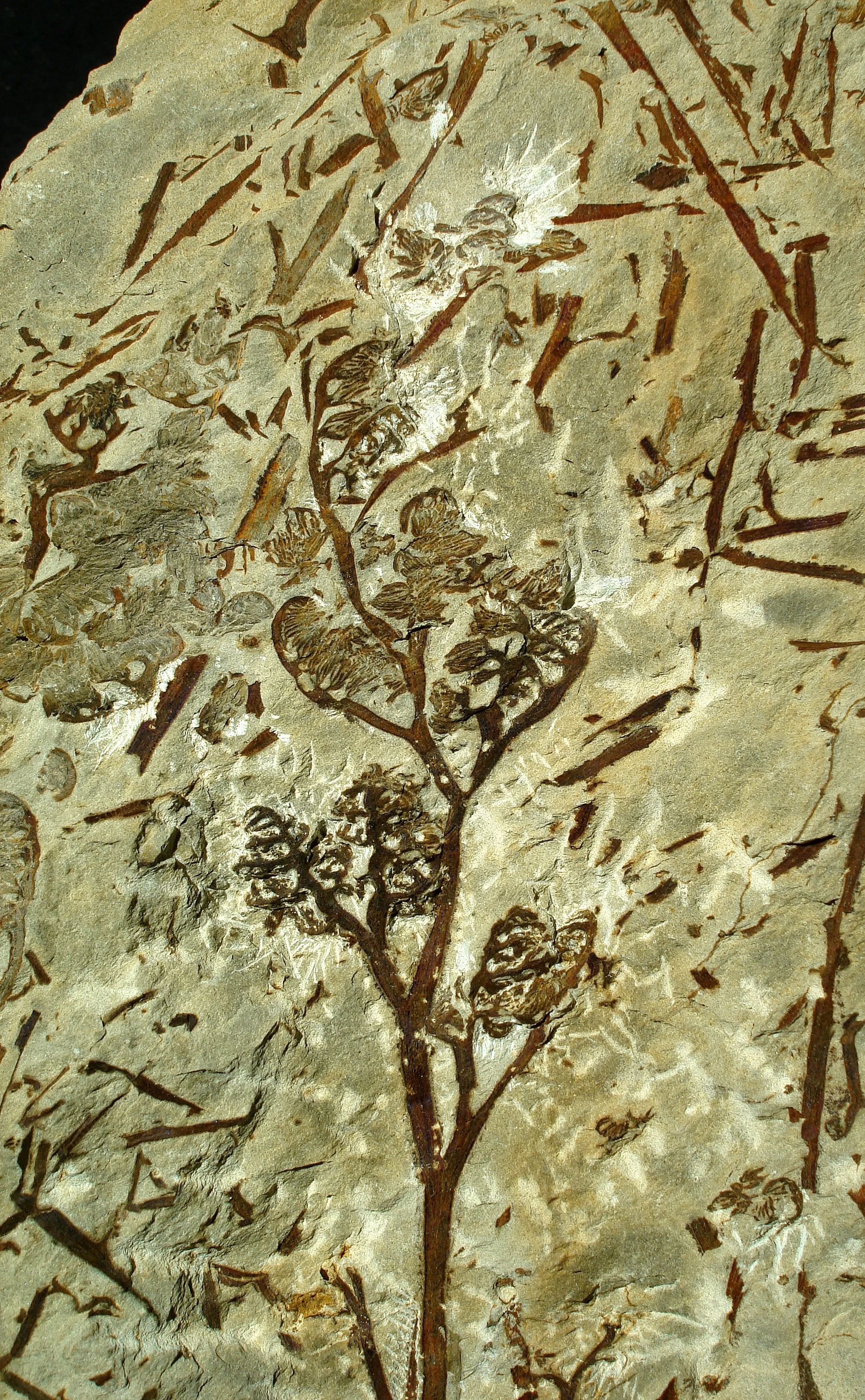 Bild Pflanzen erobern das Land  Devon im Rheinland