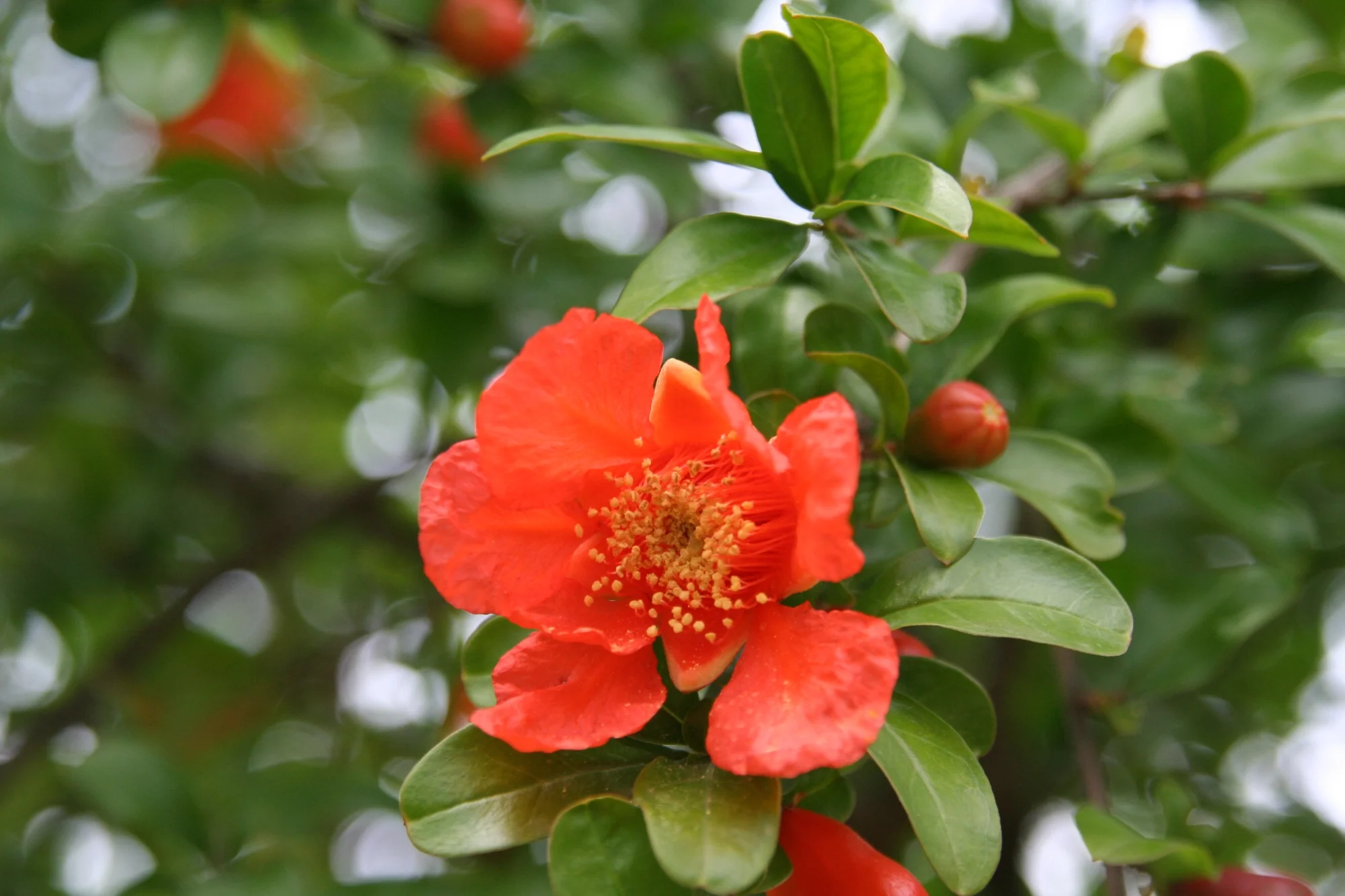 Bild Reichsapfel mit inneren Werten