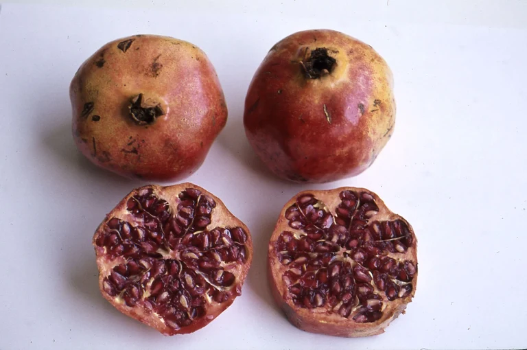 Bild Reichsapfel mit inneren Werten