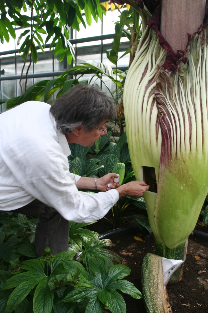 Bild Titanenwurz schlug wieder alle in ihren Bann