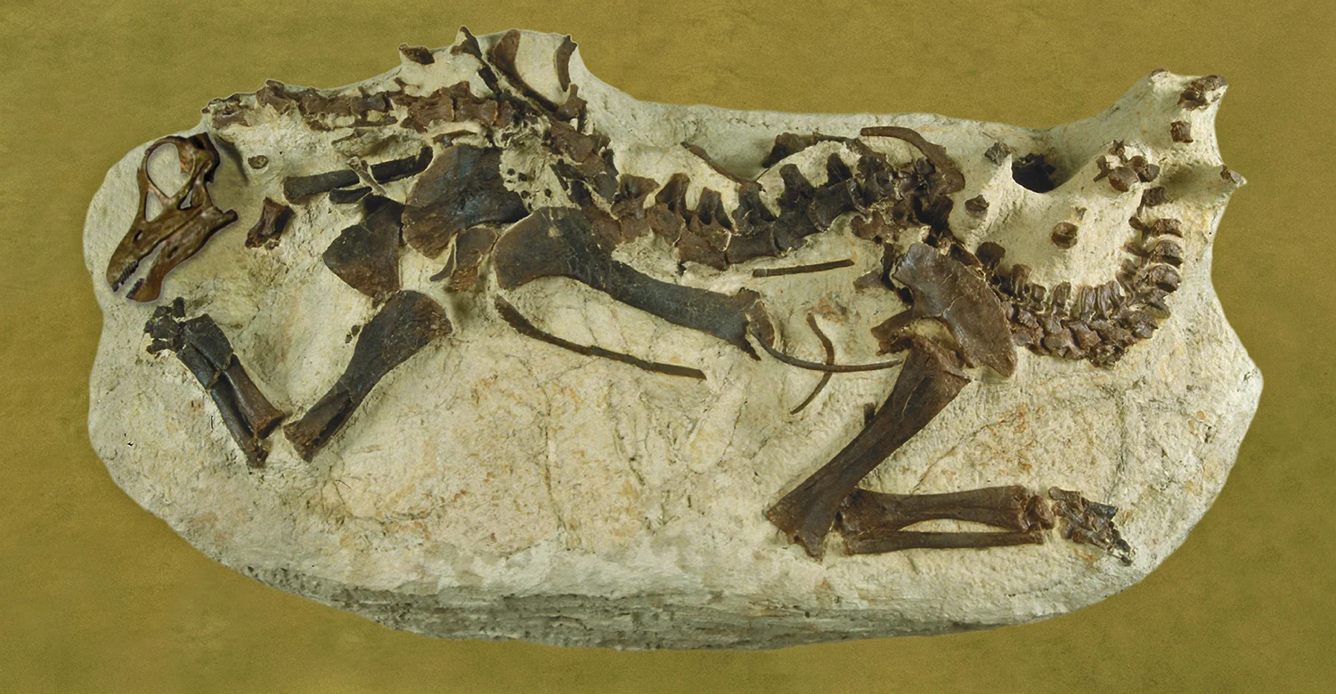 Bild Warum Riesendinosaurier so groß wurden