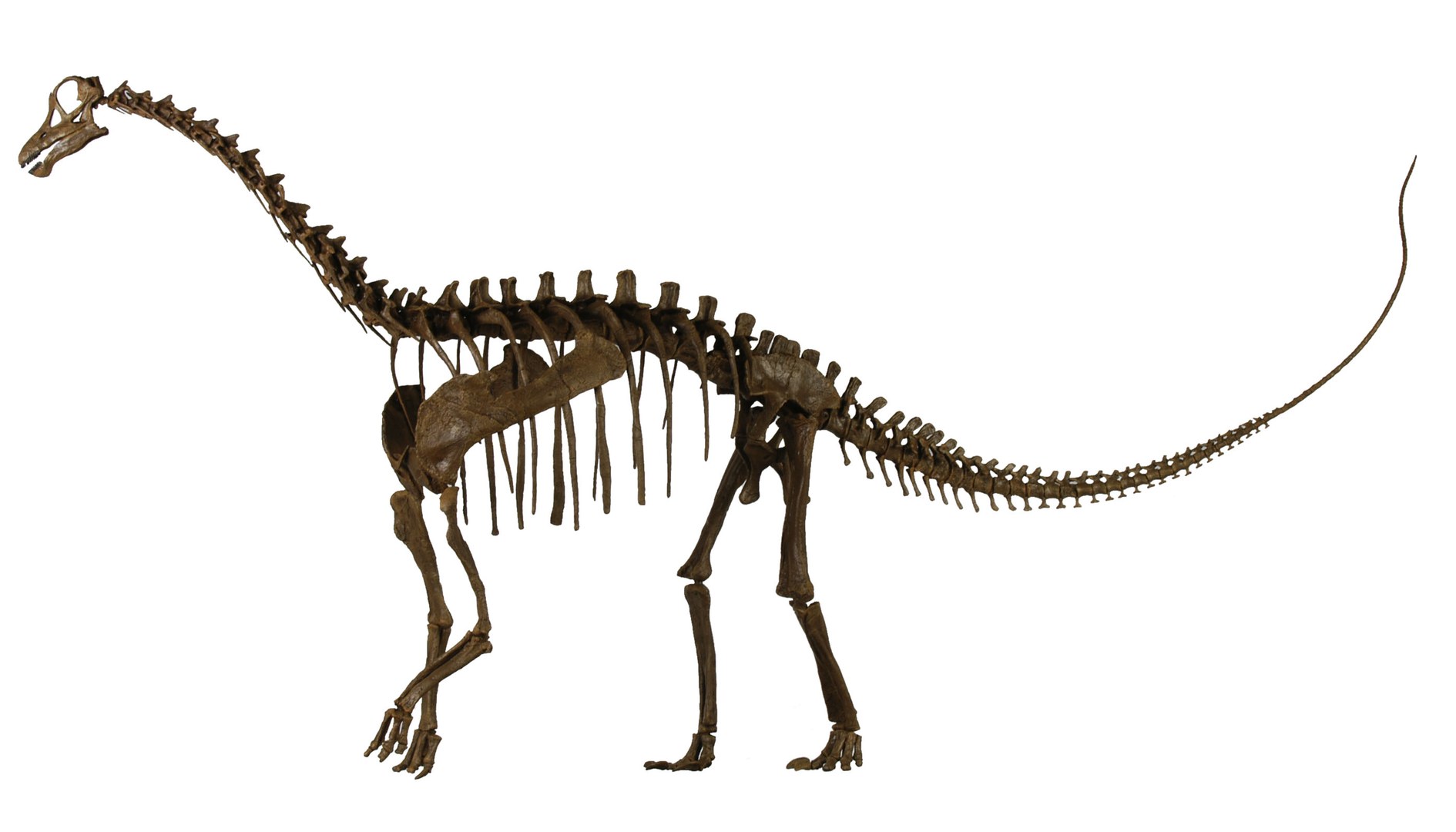 Bild Warum Riesendinosaurier so groß wurden