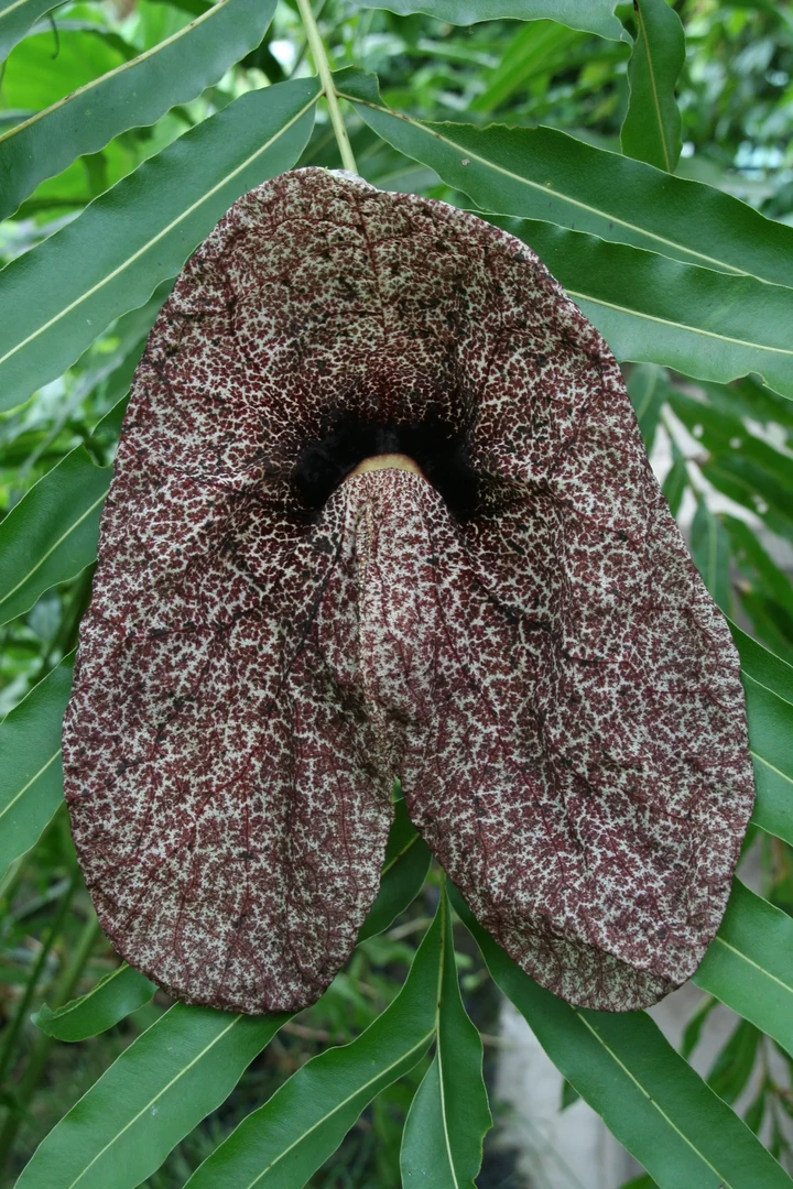 Blüte der Aristolochia gigantea. Foto: W. Lobin/Uni Bonn